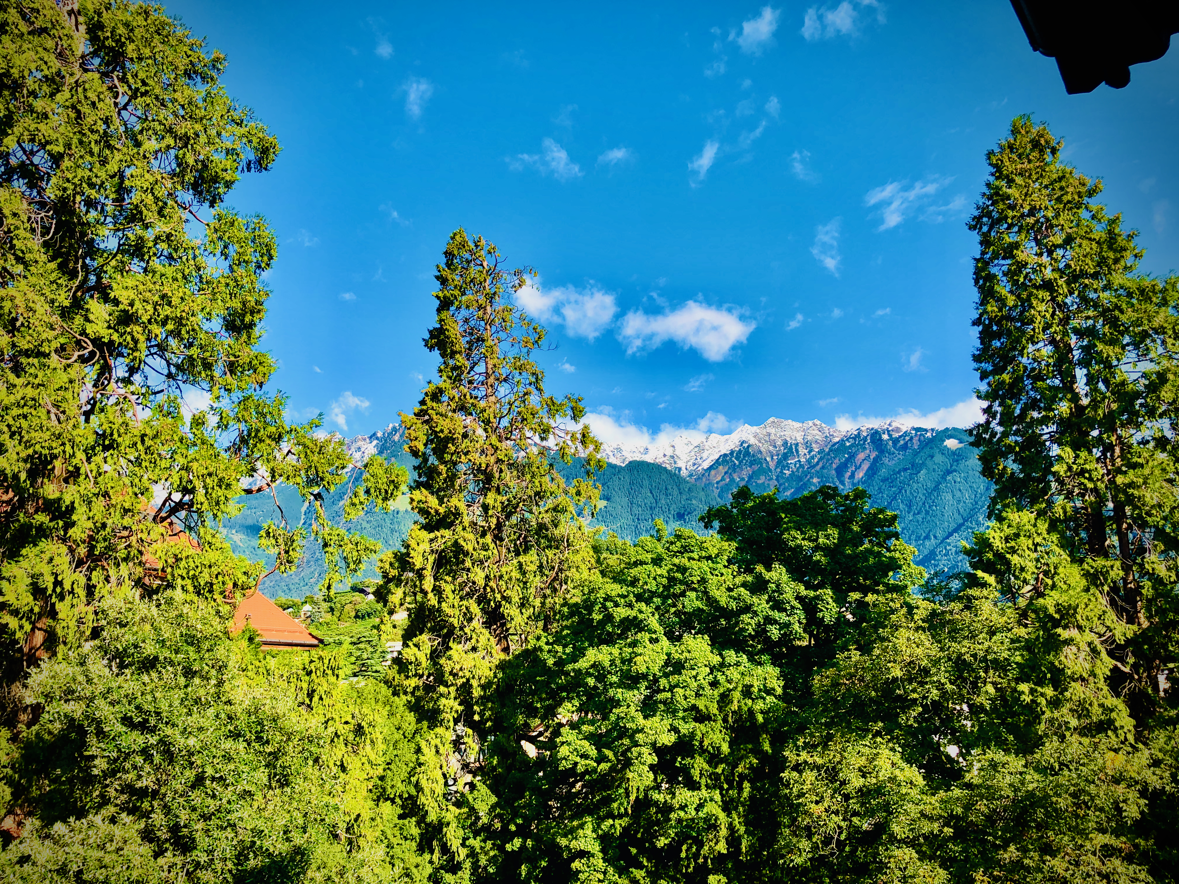 A scenic view featuring lush green trees in the foreground with snow-capped mountains and a clear blue sky in the background.